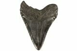 Bargain, Fossil Megalodon Tooth - Georgia #80063-2